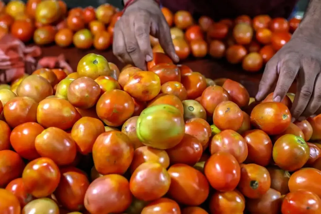 Alerta Sanitaria por Contaminación de Tomates con Cadmio en Europa