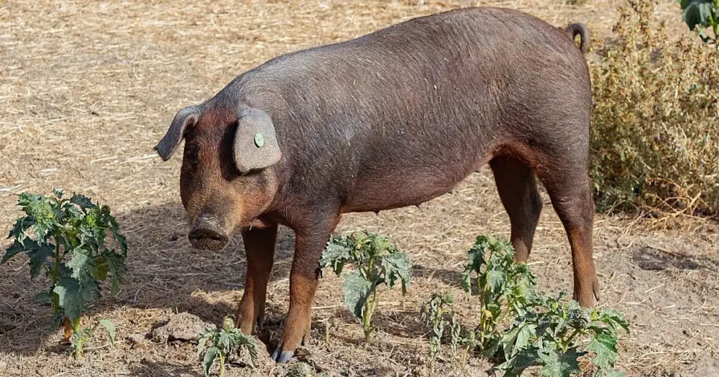 Cataluña Activa Medidas de Emergencia ante Brote de Peste Porcina Africana