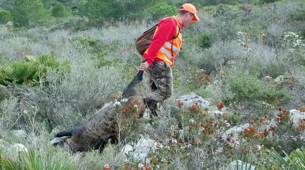 Control de Jabalíes en la Costera y la Vall d’Albaida: Nuevas Medidas para una Problemática Creciente