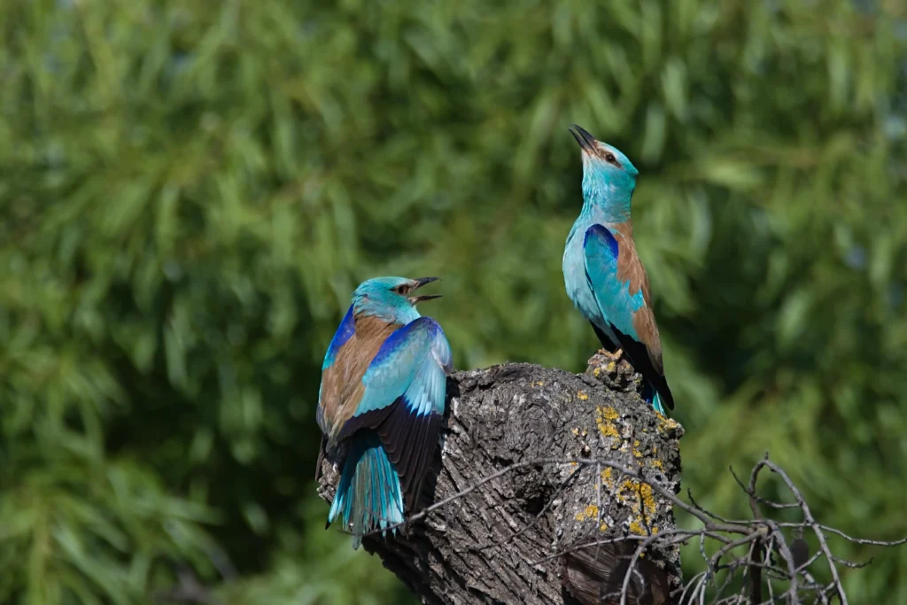 Declive de Aves en Paisajes Agrícolas: Un Llamado a la Acción