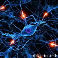 Descubrimiento de una Proteína Clave en la Prevención del Ictus