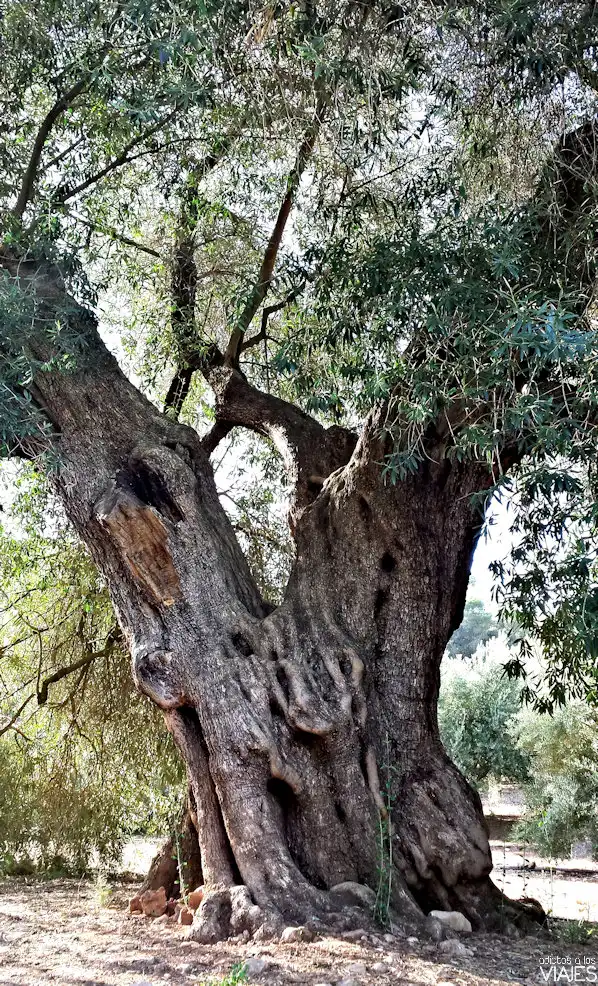 El Olivo de Fuentebuena: Un Tesoro Natural en Jaén