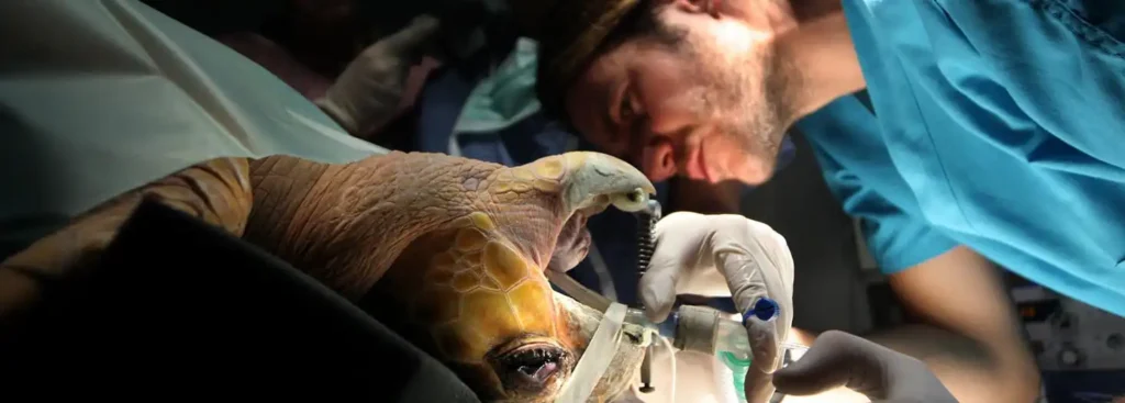 Innovación en la Educación Veterinaria: Primer Máster en Medicina de Fauna Acuática
