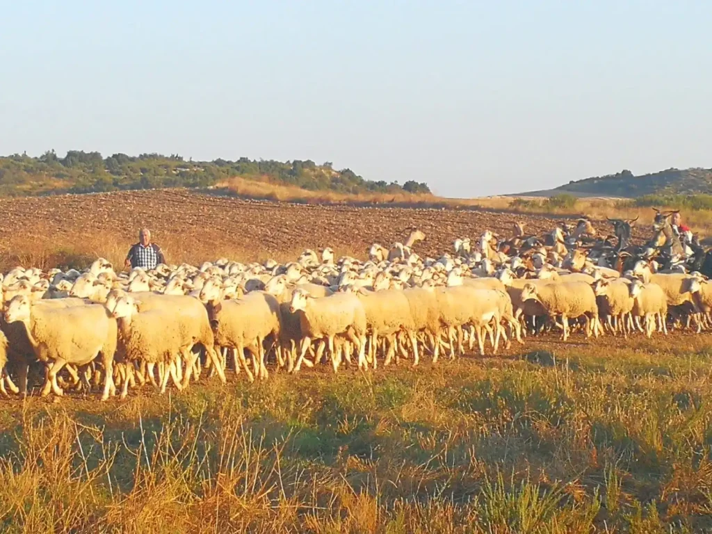 Preocupaciones del Sector Agrario Español ante el Acuerdo UE-Mercosur