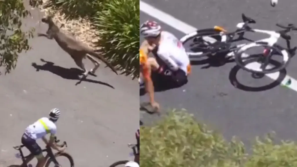 Un Canguro Interrumpe el Tour Down Under: Un Suceso Inesperado en el Ciclismo