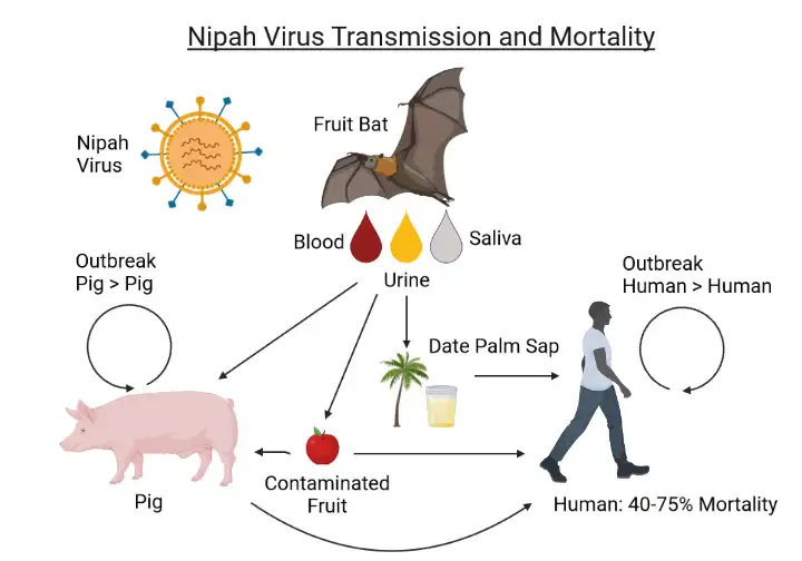 Virus Nipah: Un Riesgo Emergente para la Salud Global